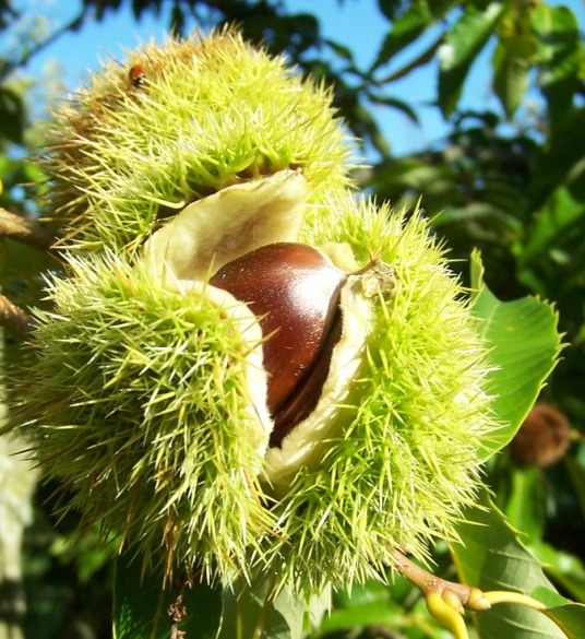 What are some common nut varieties?